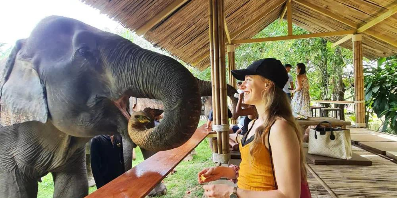 Elephant