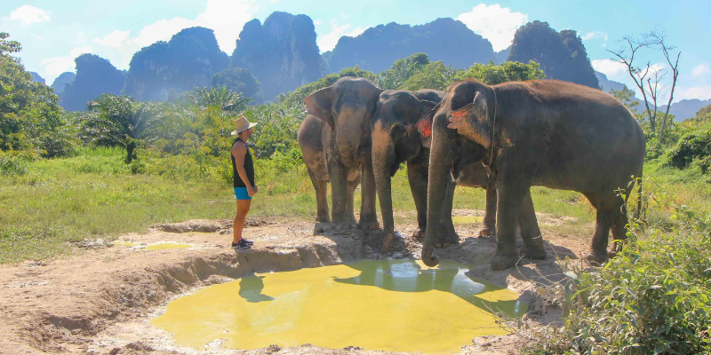 elephant